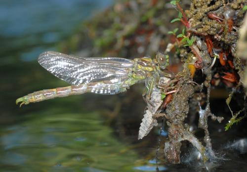Onychogomphus uncatus